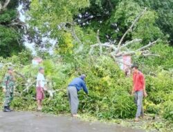 Gerak Cepat Babinsa Koramil Mapsu Bersama Warga Tangani Pohon Tumbang di Sanrobone