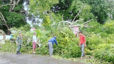 Gerak Cepat Babinsa Koramil Mapsu Bersama Warga Tangani Pohon Tumbang di Sanrobone