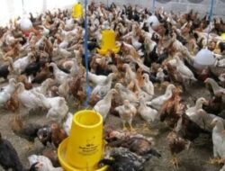 Kisah Sukses Peternak Ayam Kampung di Sulsel: Modal Tekun, Kini Raup Omzet Ratusan Juta dan Jadi ‘Millionaire’ Lokal