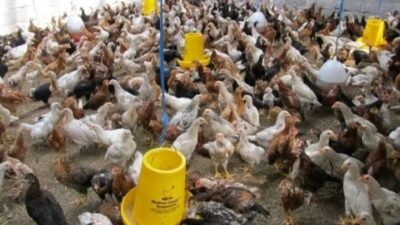 FB IMG 1767726595670 l Update Sulsel