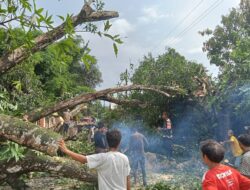 Dengan Sigap, Babinsa Bantu Bersihkan Rumah Warga Yang Tertimpa Pohon Tumbang