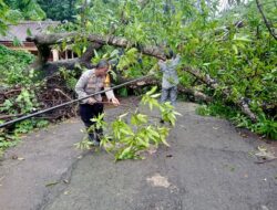 Hujan Deras & Angin Kencang, Pohon Tumbang Blokir Jalan di Pattallassang Takalar