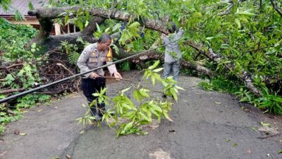 Hujan Deras & Angin Kencang, Pohon Tumbang Blokir Jalan di Pattallassang Takalar