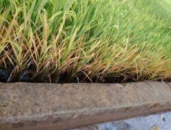 Padi Petani di Takalar Layu Diduga Tercemar Limbah Dapur MBG