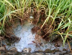 Sawah Menguning Diduga Tercemar Limbah MBG, Warga Takalar Desak Penutupan Sementara Dapur