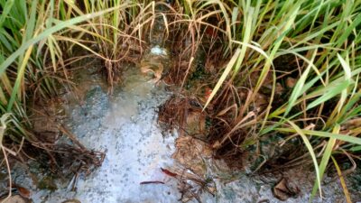 Sawah Menguning Diduga Tercemar Limbah MBG, Warga Takalar Desak Penutupan Sementara Dapur