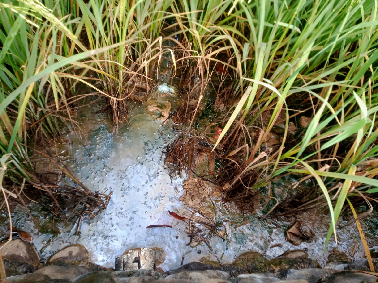 IMG 20260227 WA01171