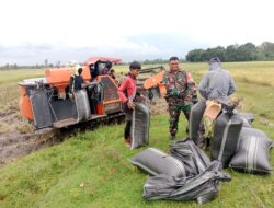 Babinsa Koramil Polut Dampingi Panen Padi di Palleko, Dorong Ketahanan Pangan dan Harga Gabah Stabil