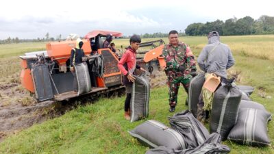 Babinsa Koramil Polut Dampingi Panen Padi di Palleko, Dorong Ketahanan Pangan dan Harga Gabah Stabil