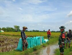 Babinsa Koramil Mappakasunggu Turun ke Sawah, Ajak Petani Tingkatkan Produksi Pangan