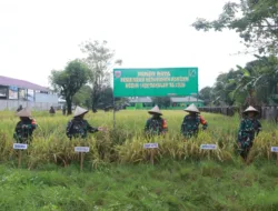 Panen Raya Padi Kodim 1426 Takalar, Bukti Nyata Dukung Ketahanan Pangan dan Tekan Inflasi