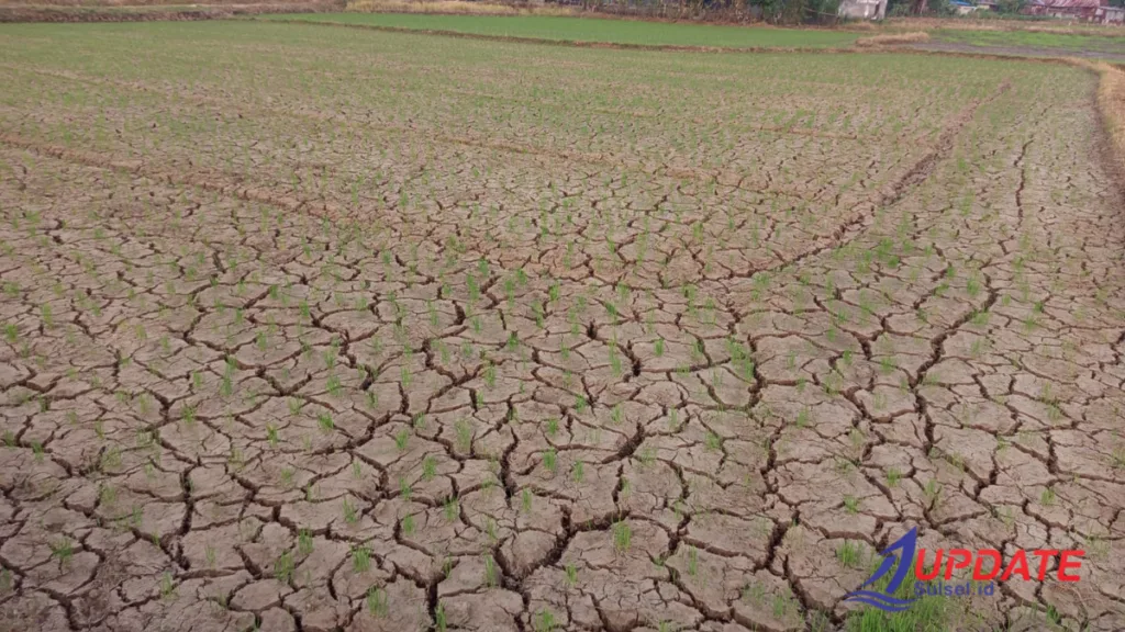 SAWAH KERING, JANJI BASAH: Di Tengah Gembar – Gembor Nasional, Petani Takalar Ditinggal Air dan Kepastian