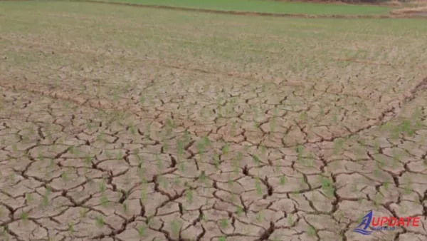Sawah Mengering, Petani di Takalar Terancam Gagal Panen