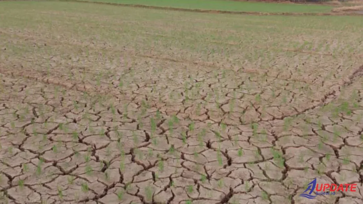 Sawah di Takalar kering 20260422 195716 0000 l Update Sulsel