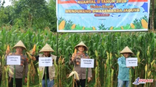Polres Takalar Dukung Ketahanan Pangan, Panen Raya Jagung Serentak Digelar di Polongbangkeng Selatan
