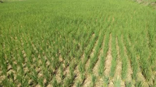 Ironis! Air Bendungan Pammukkulu Melimpah, 20 Hektare Sawah Petani Moncongkomba Justru Terancam Gagal Panen