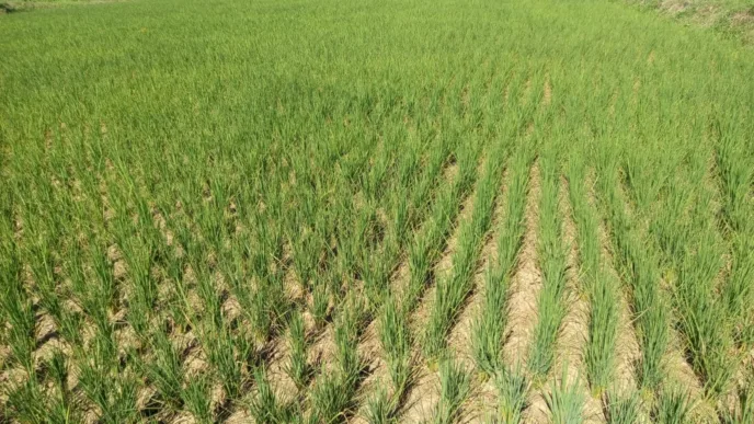 Ironis! Air Bendungan Pammukkulu Melimpah, 20 Hektare Sawah Petani Moncongkomba Justru Terancam Gagal Panen 2 IMG 20260621 WA0003 l Update Sulsel