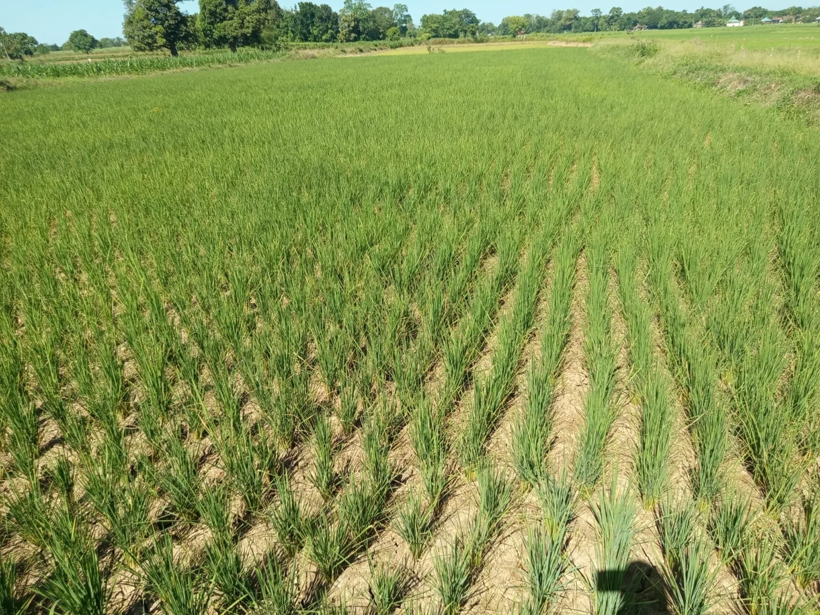 Ironis! Air Bendungan Pammukkulu Melimpah, 20 Hektare Sawah Petani Moncongkomba Justru Terancam Gagal Panen 1 IMG 20260621 WA0003 l Update Sulsel